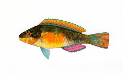 Impressão vintage de um peixe-papagaio cabeça-de-bala de American School