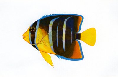 Impressão vintage de um peixe-anjo-rainha de American School