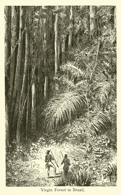 Floresta Virgem no Brasil de American School