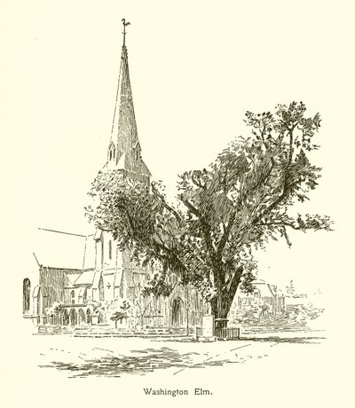 Washington Elm, Cambridge de American School