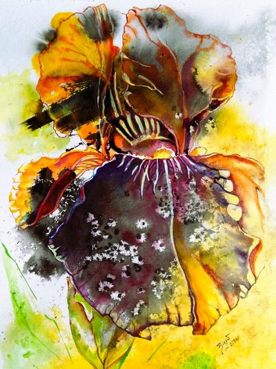 Íris em aquarela vibrante de Anda Bieza