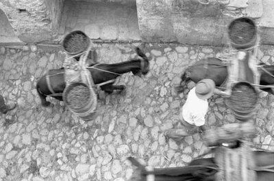 ASSES TRANSPORTES GRAPE, Melissa de Ando Gilardi