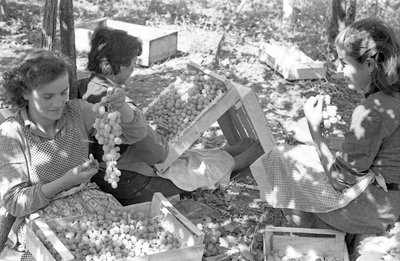 UVAS AMARGAS - ACONDICIONAMENTO SOB PÉRGULAS de Ando Gilardi