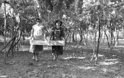 UVAS AMARGAS - OS VINDIMADORES de Ando Gilardi