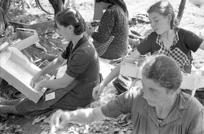 UVAS AMARGAS - A UVA MONDINE de Ando Gilardi