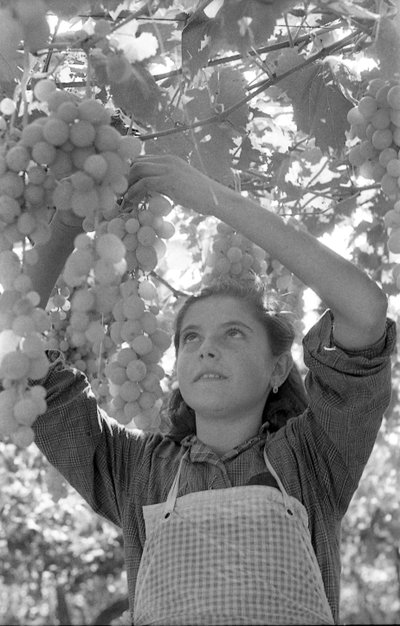 UVAS AMARGAS - O MUITO JOVEM PERGOLONA de Ando Gilardi
