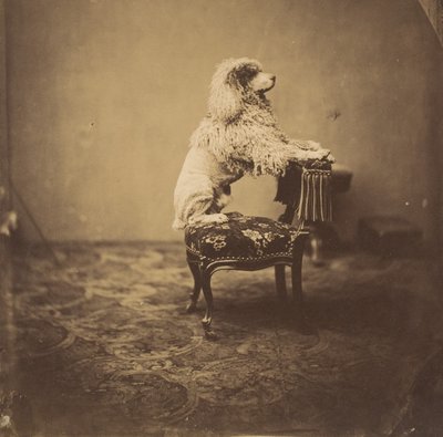 [Poodle da Imperatriz Eugénie], década de 1850. de Andre Adolphe Eugene Disderi