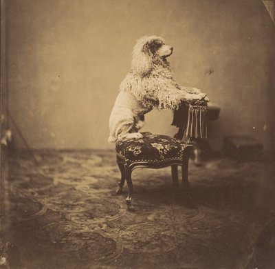 [Poodle da Imperatriz Eugénie], década de 1850. de Andre Adolphe Eugene Disderi