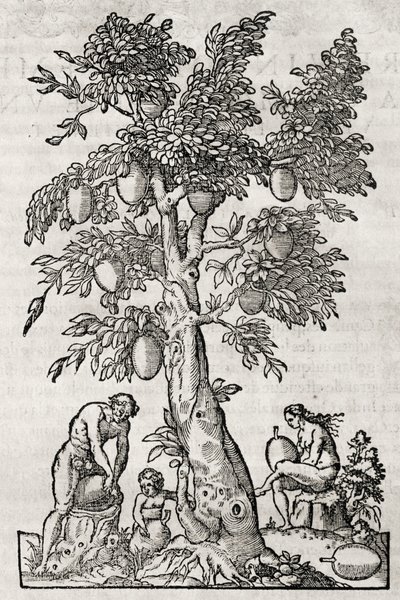 Pão de fruta, gravura de Andre Thevet (1504-1592), Paris, França de Andre Thevet