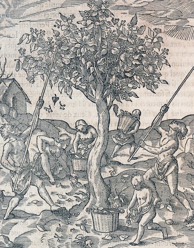 Colheita de pimenta na ilha de Java, gravura da Cosmologia Universal de Andre Thevet (1504-1592), Paris de Andre Thevet