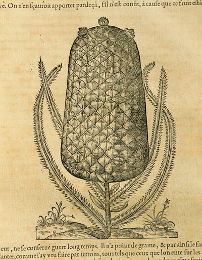 Abacaxi (ananas comosus), gravura de André Thevet de Andre Thevet