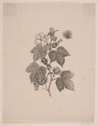 Planta de algodão de Andreas Flinch