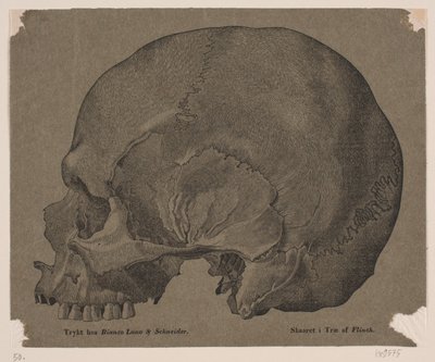 Crânio de Andreas Flinch