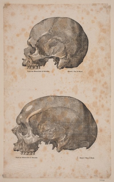 O Cranier de Andreas Flinch