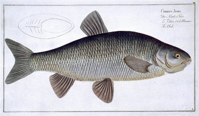 Chub (Cyprinus Jeses) placa VI de &39;Ictiologia, ou história natural geral e particular dos peixes&39;, por Marcus Elieser Bloch (1723-99), gravada por Gabriel Bodenehr (1673-1766), publicada em c de Andreas-Ludwig Kruger