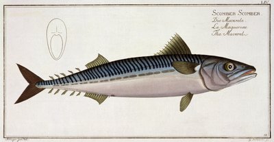 Sarda (Scomber Scomber) plana LIV de "Ictiologia, ou história natural geral e particular dos peixes", por Marcus Elieser Bloch (1723-99), gravado por Gabriel Bodenehr (1673-1766), publ de Andreas-Ludwig Kruger