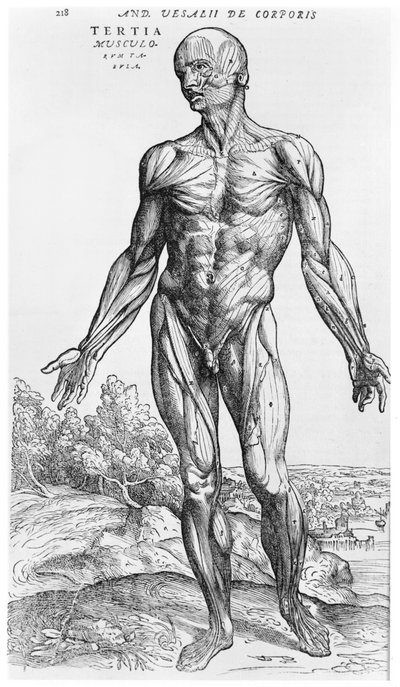 estudo anatômico, de "O Corpo Humano Device" por Andreas Vesalius (1514-1564), Basel, 1543 de Andreas Vesalius