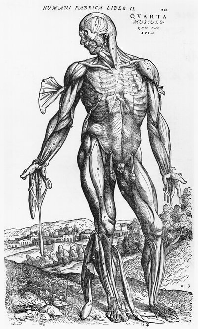 estudo anatômico, de "O Corpo Humano Device" por Andreas Vesalius (1514-1564), Basel, 1543 de Andreas Vesalius