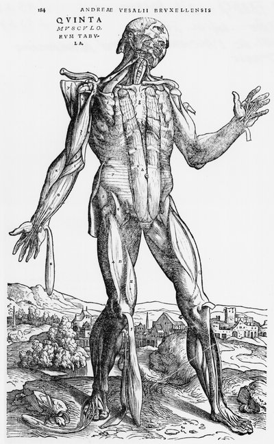 estudo anatômico, de "O Corpo Humano Device" por Andreas Vesalius (1514-1564), Basel, 1543 de Andreas Vesalius