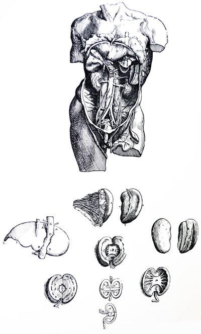 As Placas do Quinto Livro do De Humani Corporis Fabrica de Andreas Vesalius