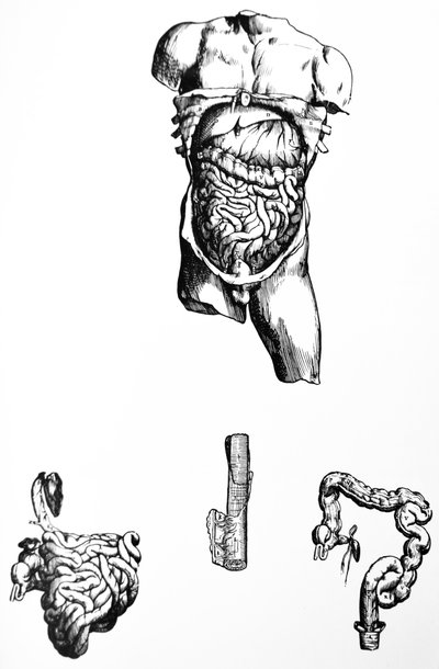 As Placas do Quinto Livro do De Humani Corporis Fabrica de Andreas Vesalius