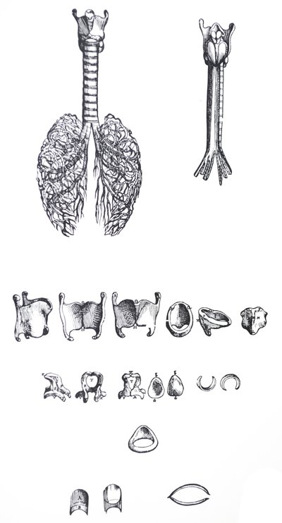As Placas do Primeiro Livro do De Humani Corporis Fabrica de Andreas Vesalius