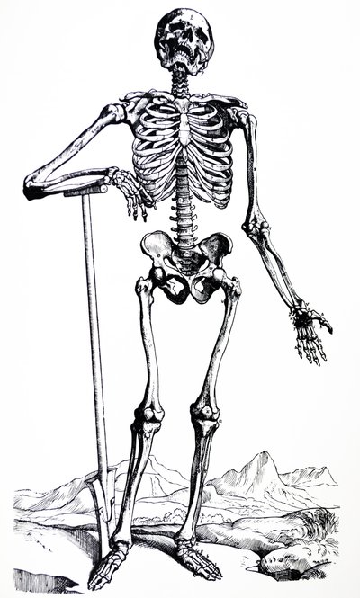 As Placas do Primeiro Livro do De Humani Corporis Fabrica de Andreas Vesalius