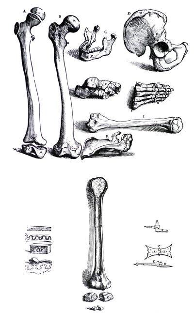 As Placas do Primeiro Livro do De Humani Corporis Fabrica de Andreas Vesalius, (1514-1564) de Andreas Vesalius