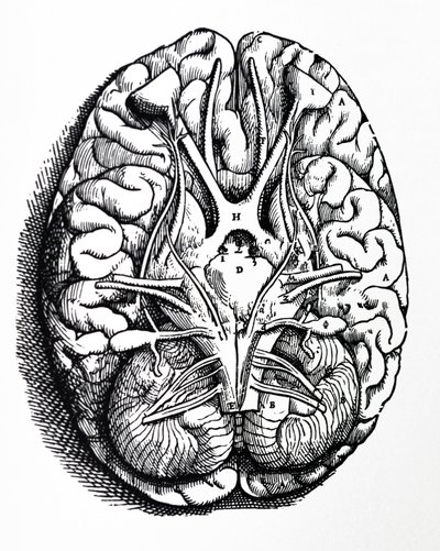 As Placas do Quarto Livro do De Humani Corporis Fabrica de Andreas Vesalius