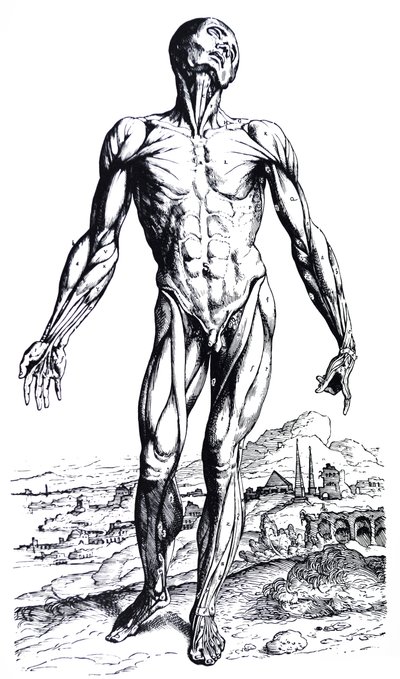 As Placas do Segundo Livro do De Humani Corporis Fabrica de Andreas Vesalius