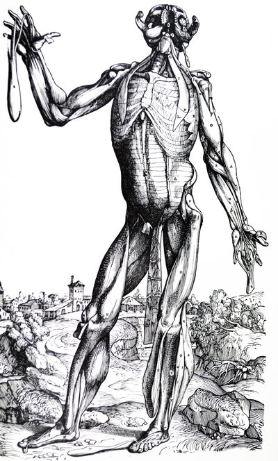 As Placas do Segundo Livro do De Humani Corporis Fabrica de Andreas Vesalius