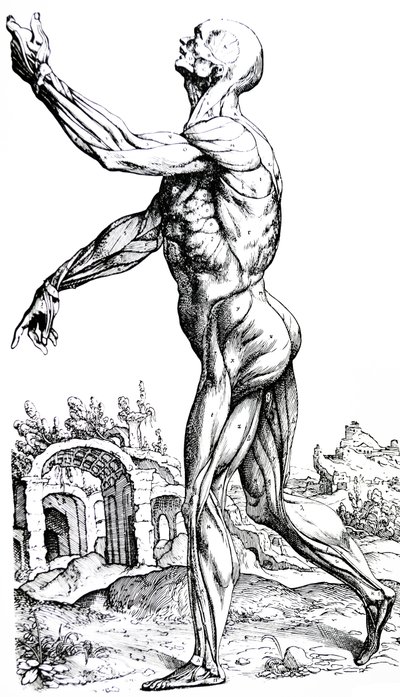 As Placas do Segundo Livro do De Humani Corporis Fabrica de Andreas Vesalius