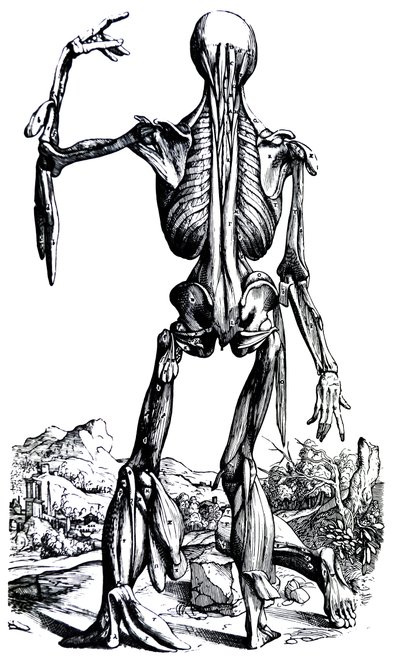 As Placas do Segundo Livro do De Humani Corporis Fabrica de Andreas Vesalius