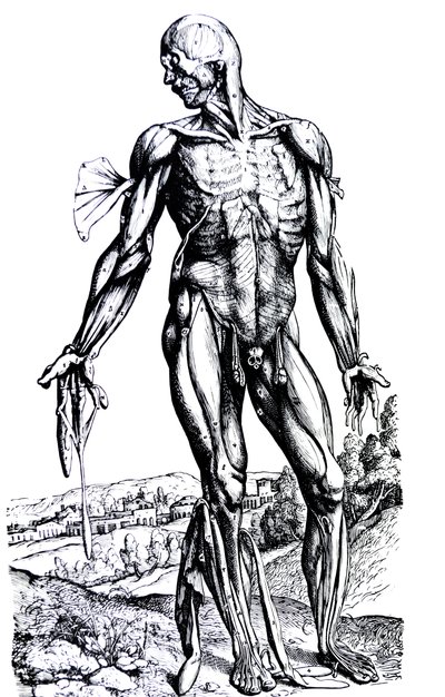 As Placas do Segundo Livro do De Humani Corporis Fabrica de Andreas Vesalius