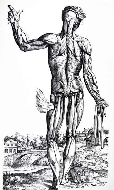 As Placas do Segundo Livro do De Humani Corporis Fabrica de Andreas Vesalius