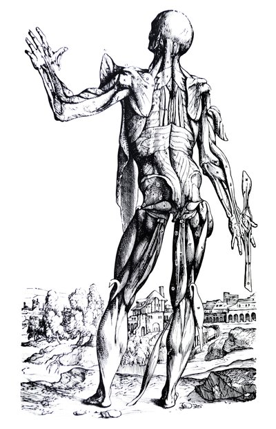 As Placas do Segundo Livro do De Humani Corporis Fabrica de Andreas Vesalius
