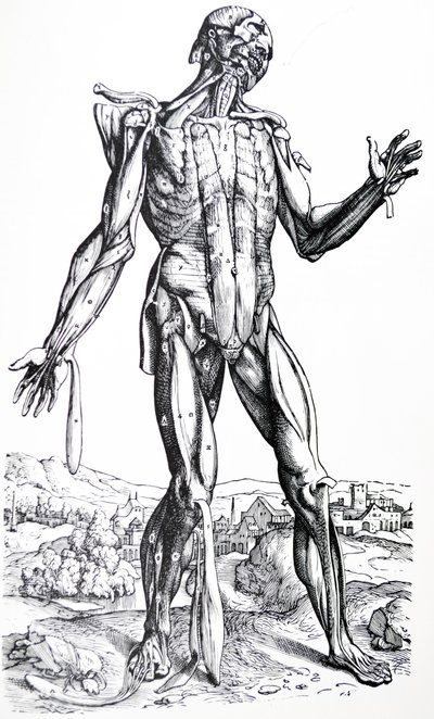 As Placas do Segundo Livro do De Humani Corporis Fabrica de Andreas Vesalius