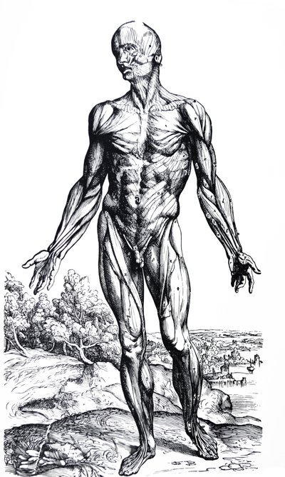 As Placas do Segundo Livro do De Humani Corporis Fabrica de Andreas Vesalius