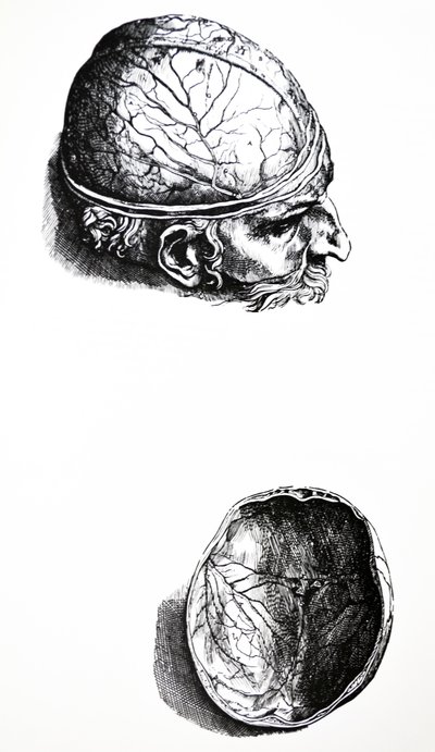 As Placas do Sétimo Livro do De Humani Corporis Fabrica de Andreas Vesalius