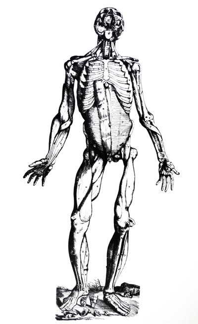 As Placas do Sétimo Livro do De Humani Corporis Fabrica de Andreas Vesalius