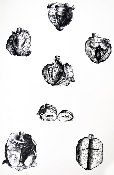 As Placas do Sexto Livro da De Humani Corporis Fabrica de Andreas Vesalius
