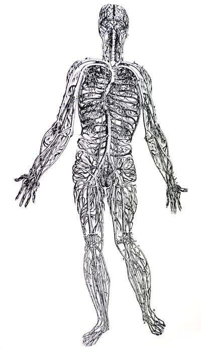 As Placas do Terceiro Livro do De Humani Corporis Fabrica de Andreas Vesalius