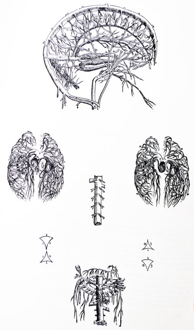 As Placas do Terceiro Livro do De Humani Corporis Fabrica de Andreas Vesalius
