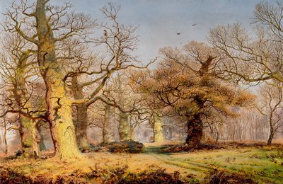 Carvalhos na floresta de Sherwood de Andrew MacCallum