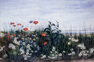 Flores do campo. Pintura de Andrew Nicholl (1804-1886) Coleção particular. de Andrew Nicholl