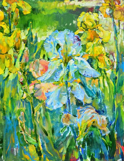 Jardim de íris colorido de Andrii Kutsachenko