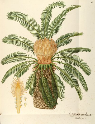 Sagu (Cycas revoluta Thunb), Cycadaceae de Angela Rossi Bottione, aquarela de Angela Rossi Bottione
