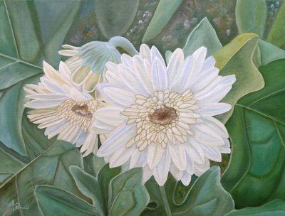Flores frescas de gerbera branca de Angeles M. Pomata