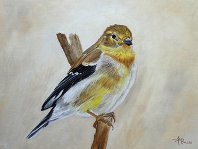 Pintassilgo-amarelo pousado de Angeles M. Pomata