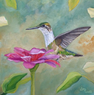 Zínia «Beija-flor Vibrante» de Angeles M. Pomata